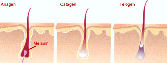 Anagen Catagen e Telogen